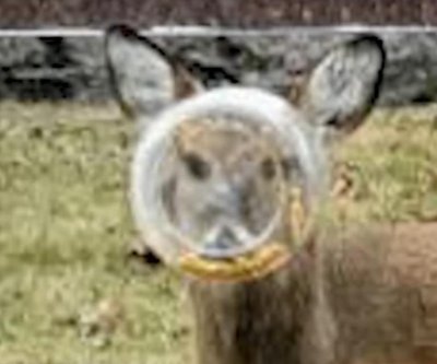 Watch: Deer with head stuck in plastic jar believed to have freed itself